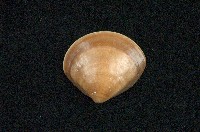 藏品(普通文蛤)的圖片